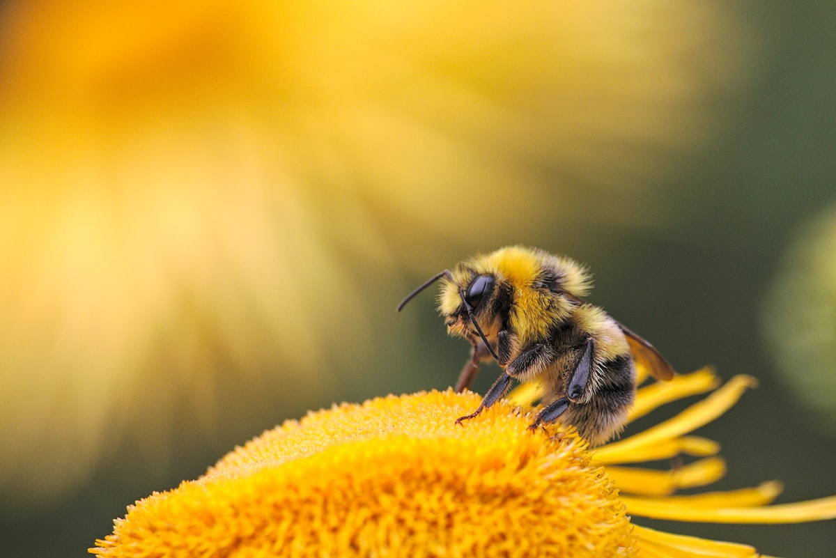 Bee Pollen Granules