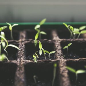 Native Seedling Trio