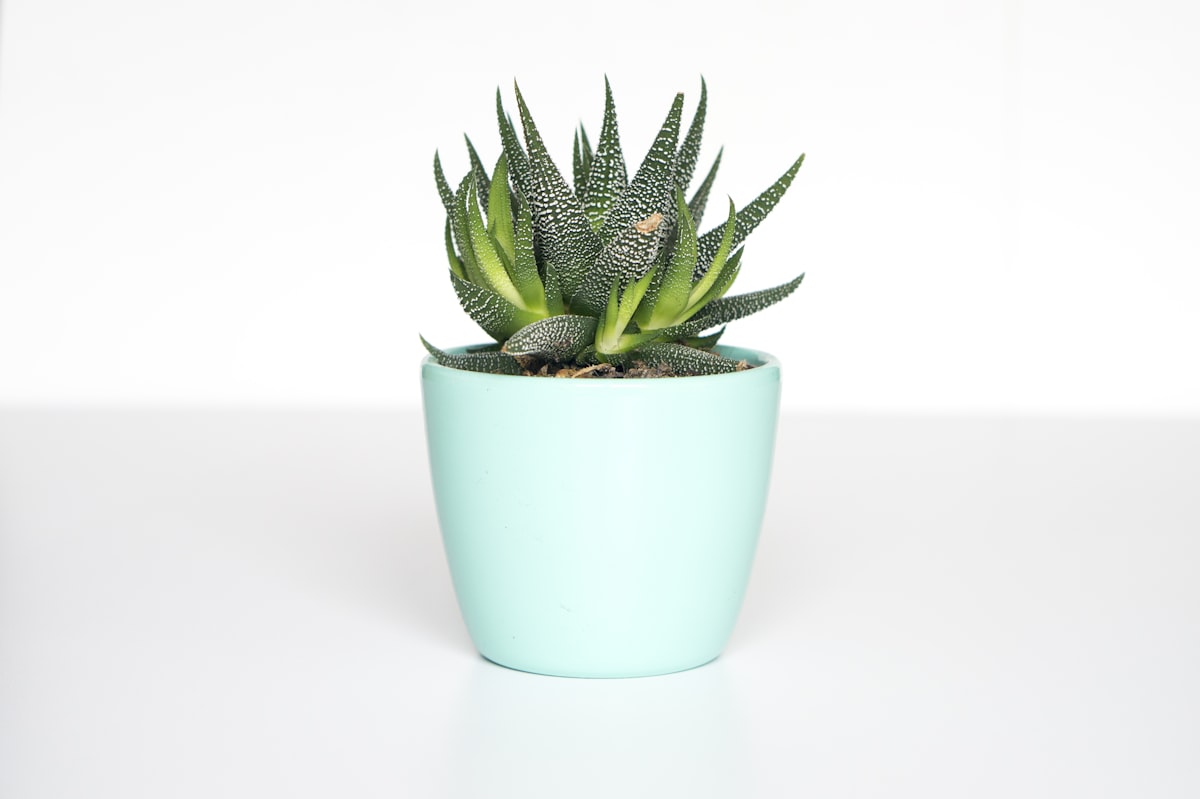 Indoor Herb Garden Kit